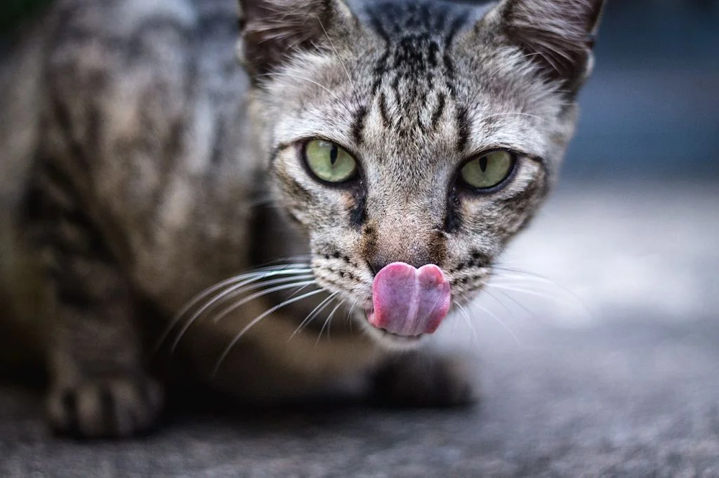 chat tigre langue