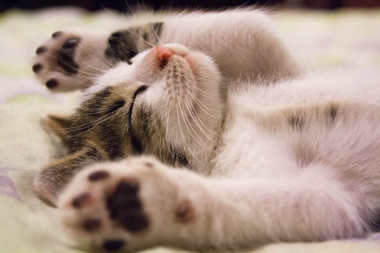 Le nombril du chat : questions réponses