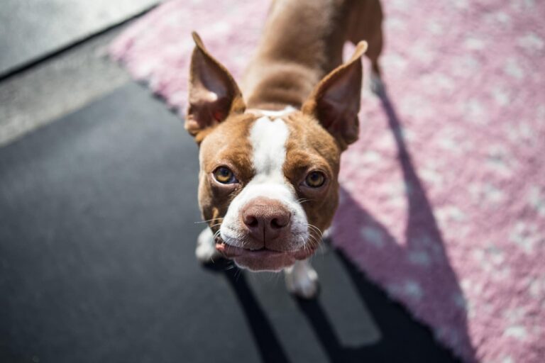Gastrotomie chez le chien : quand et à quel prix ?