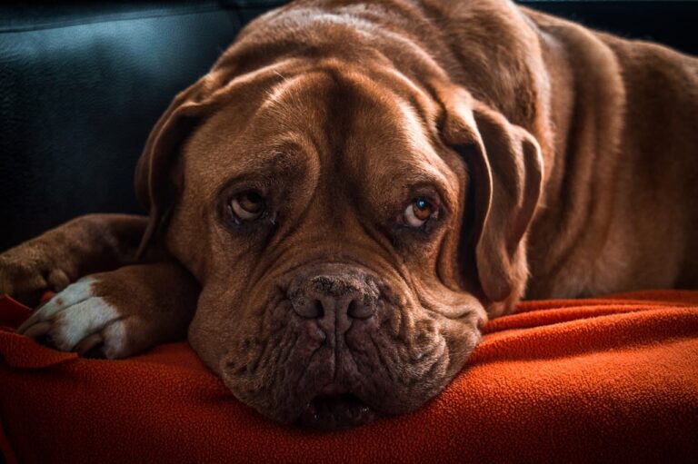 Chirurgie en cas de boule de graisse chez le chien : quand et à quel prix ?