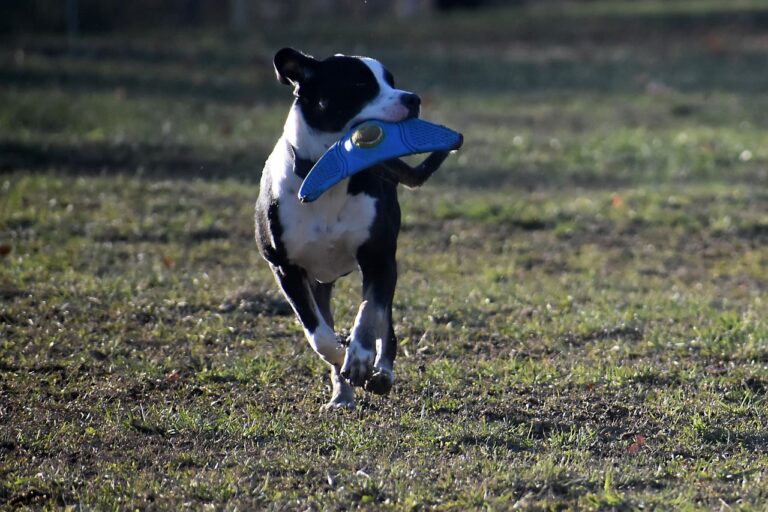 Quel est le prix d&rsquo;une opération en cas de patte cassée chez le chien