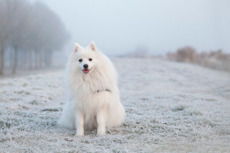 Reconnaître et traiter l&rsquo;hypothermie chez le chien