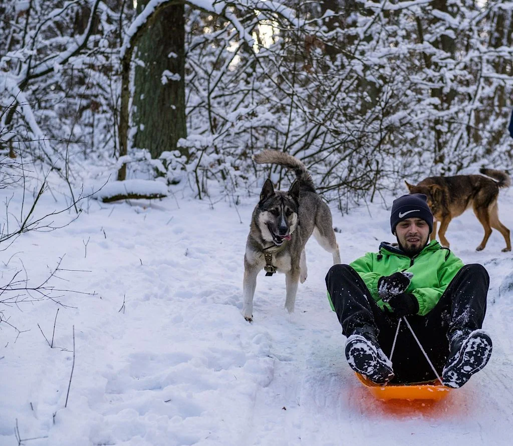 chien luge
