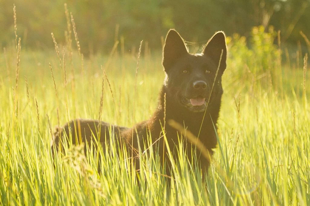 chien noir gazon