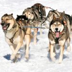 Chiens nordiques de traineau