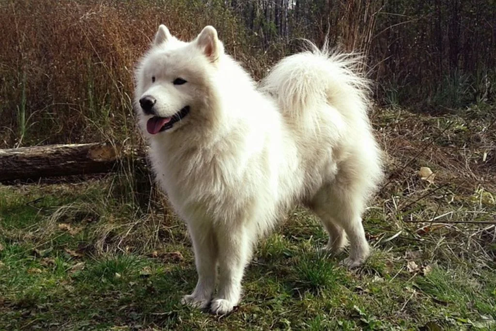 Chien nordique samoyède