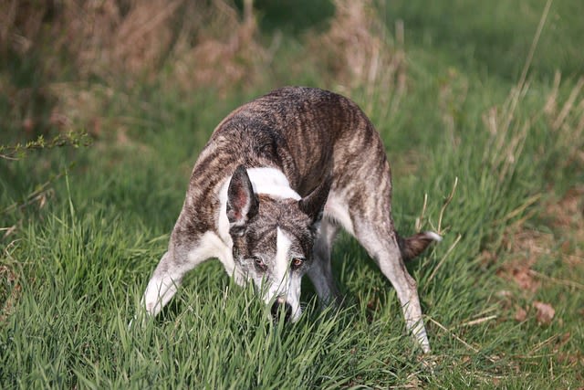 L&rsquo;odorat du chien : un flair hors du commun