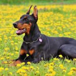 Dobermann couché