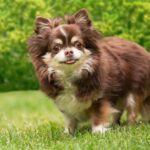 Petit chien Chihuahua