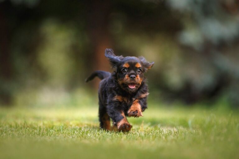 Hernie ombilicale chez le chien