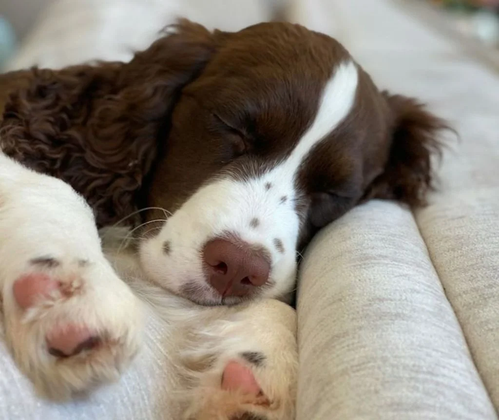 chiot Epagneul Fran&ccedil;ais 2