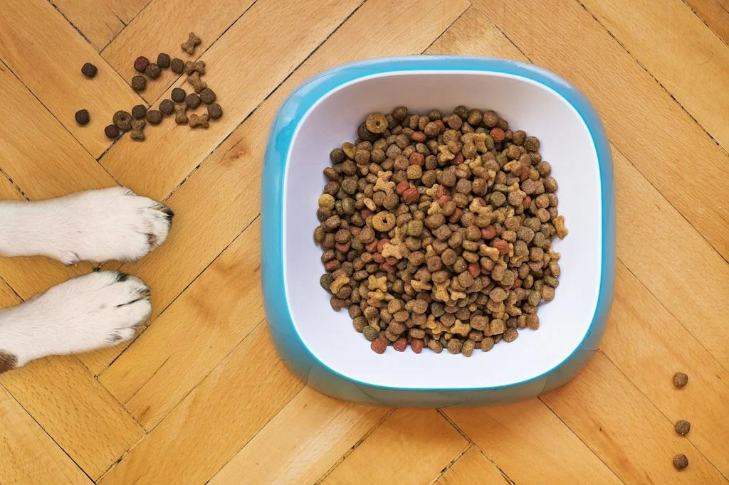 croquettes chien parquet