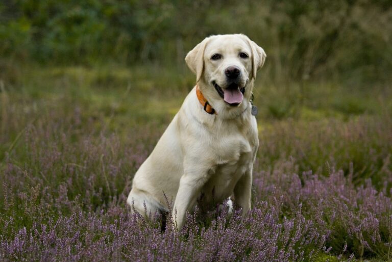 Les flatulences chez le chien : questions réponses