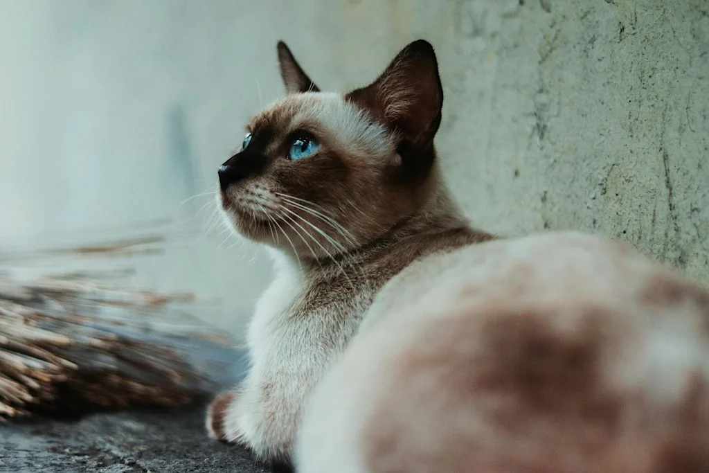 chat siamois yeux bleus