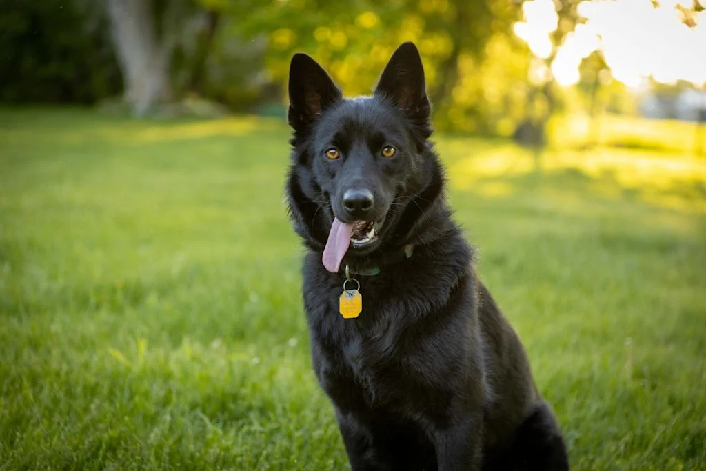 Schipperke noir dans l'herbe