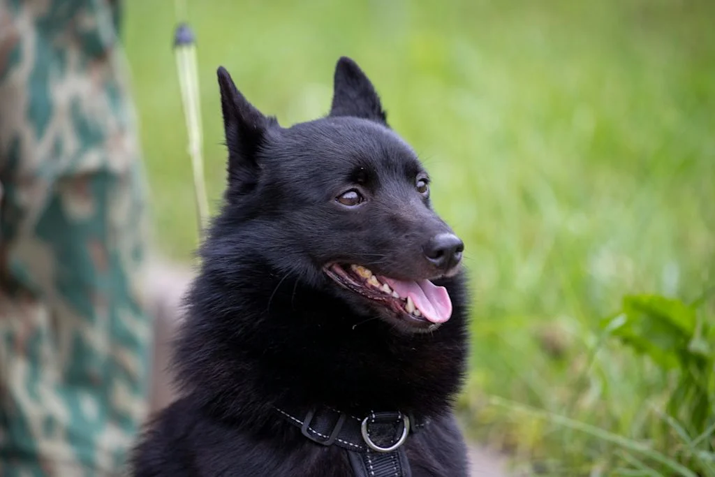 schipperke noir dans l'herbe