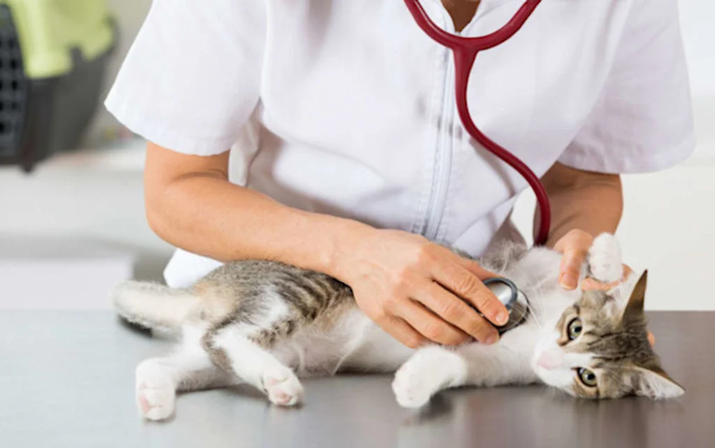 Le-virus-FIV-chez-le-chat.jpg