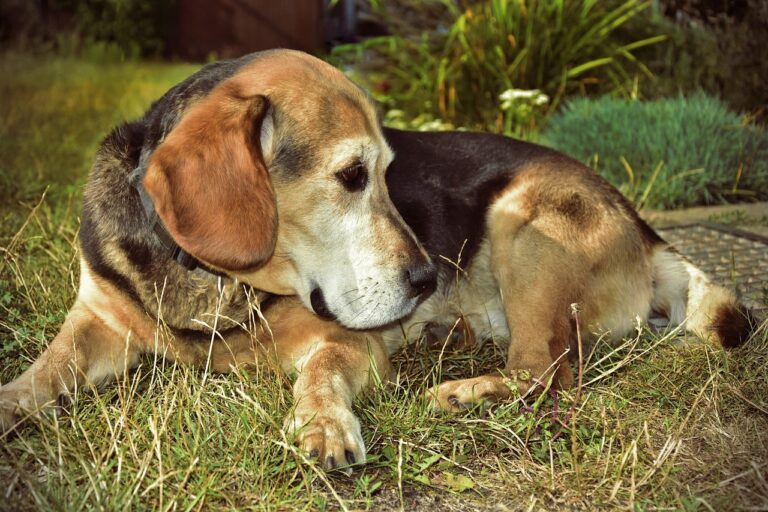 Chirurgie en cas de tumeur chez le chien