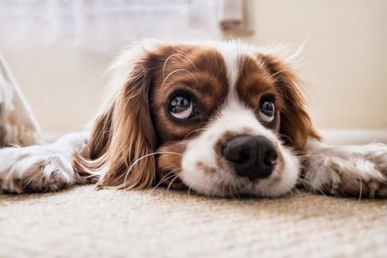 Opération en cas de cataracte chez le chien