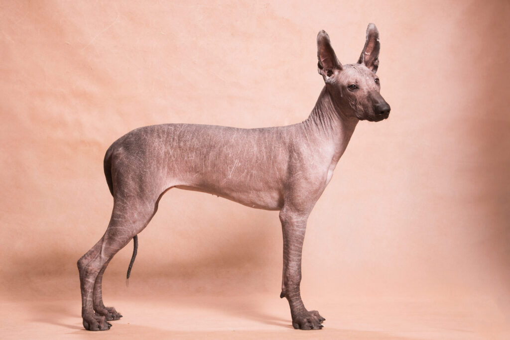 Chien Xolo