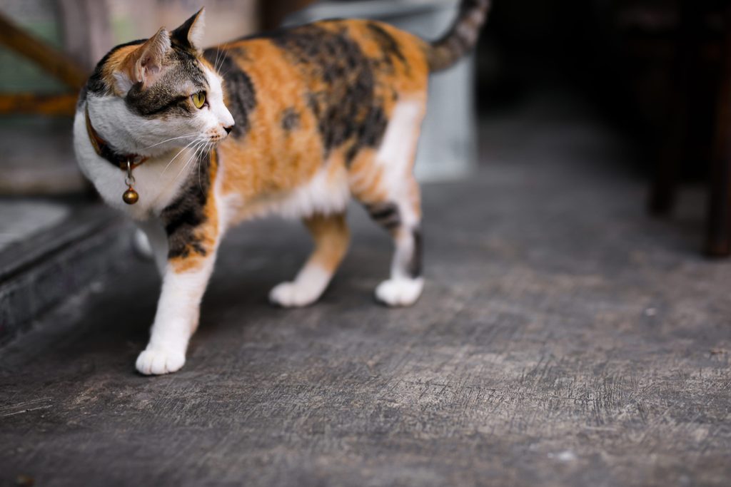 chat calico adulte