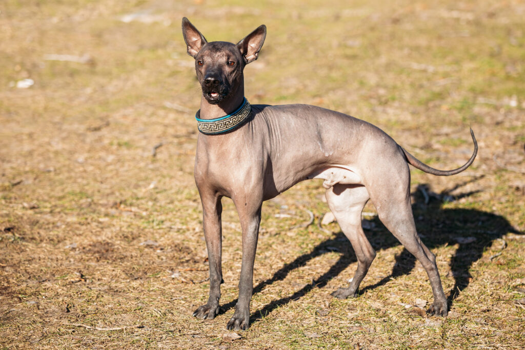Chien nu mexicain