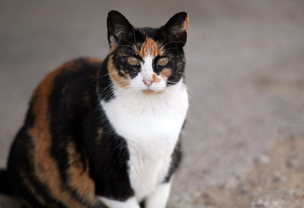 chat calico âgé