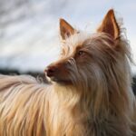 Chien à poil long