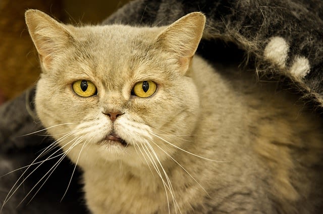 Comment choisir la meilleure nourriture pour un vieux chat maigre ?
