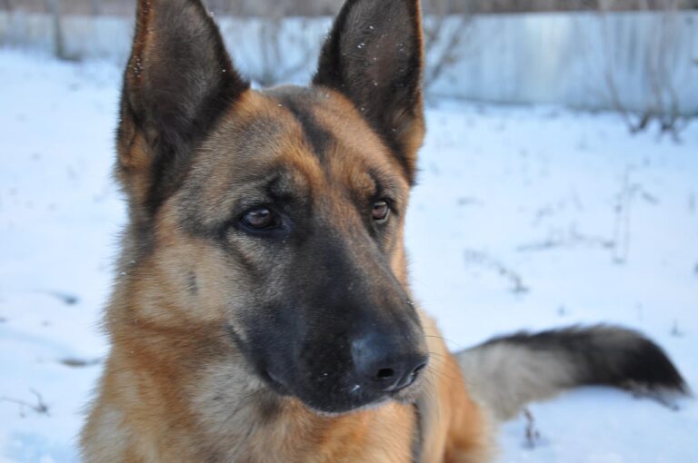 Coût et solutions pour soigner une fracture du bassin chez le chien