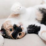 chat calico