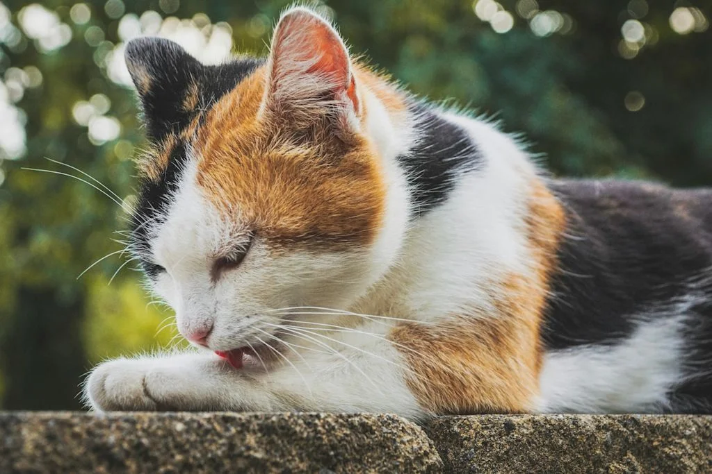 joli chat calico 