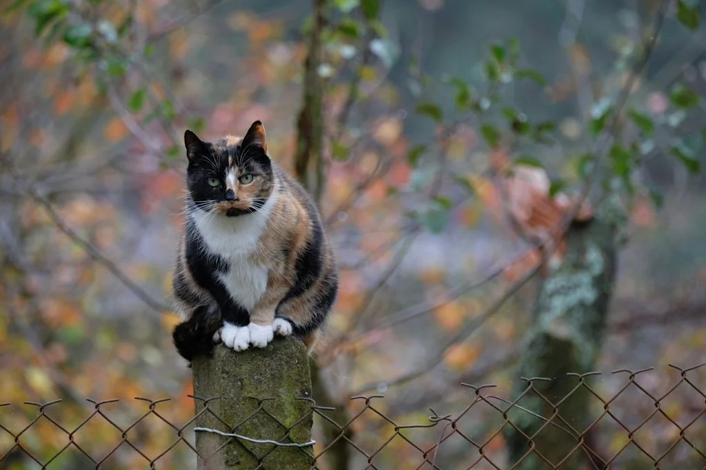 magnifique chat calico 