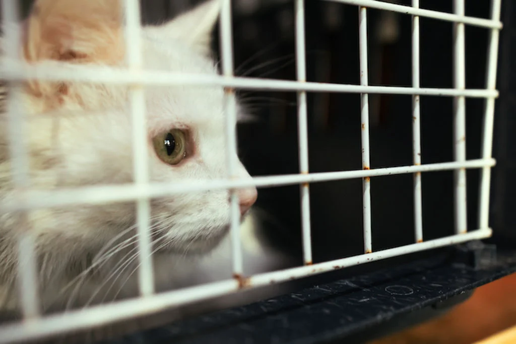 chat droits des animaux