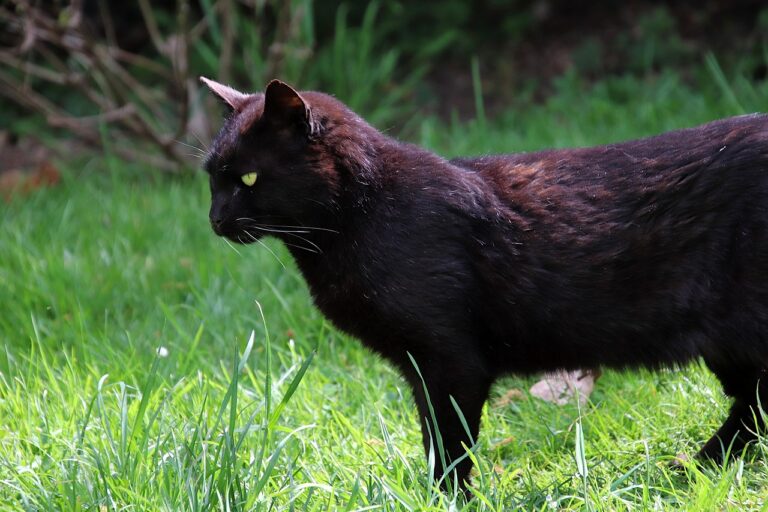 Prix du traitement en cas d&rsquo;infection urinaire chez le chat