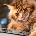 chat roux