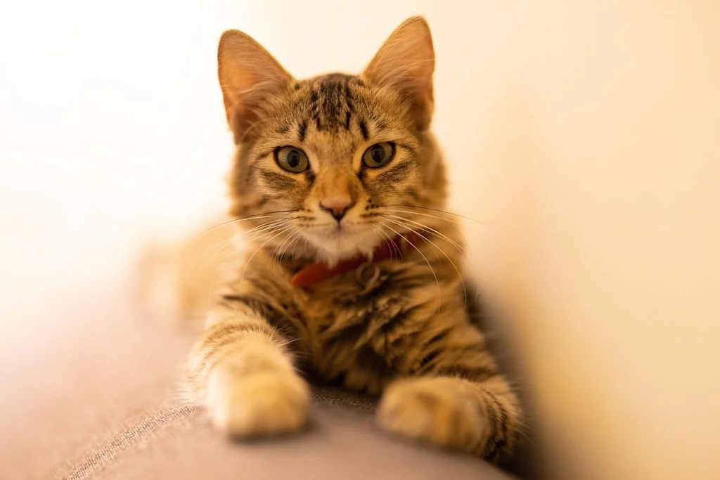 chat tigré poils longs avec collier