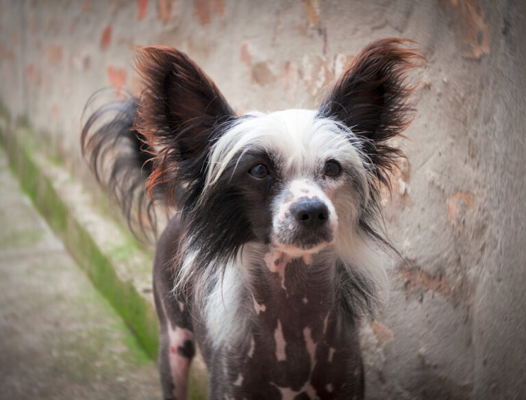 Races de chiens sans poil