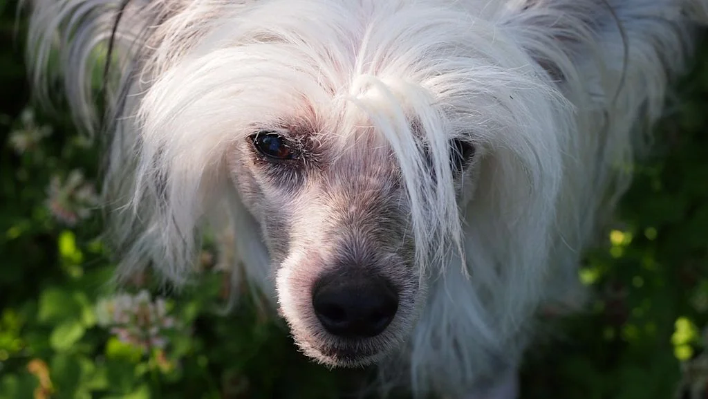 chien chinois &agrave; cr&ecirc;te 2