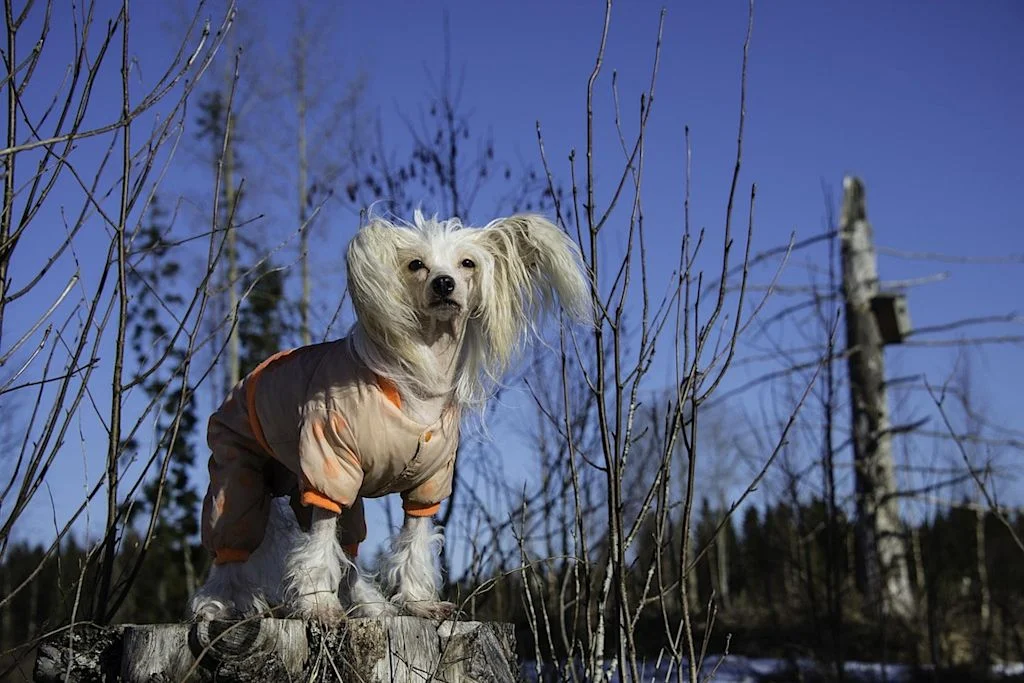 chien chinois &agrave; cr&ecirc;te manteau
