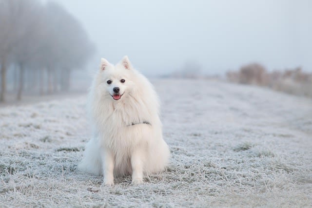Est-ce qu&rsquo;on peut laisser son chien dehors en hiver ?