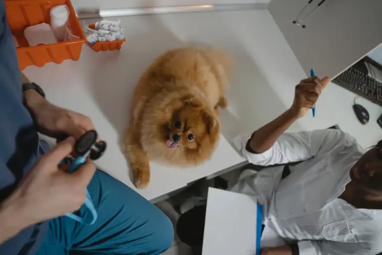 Prix et intérêts d&rsquo;une hospitalisation chez le chien