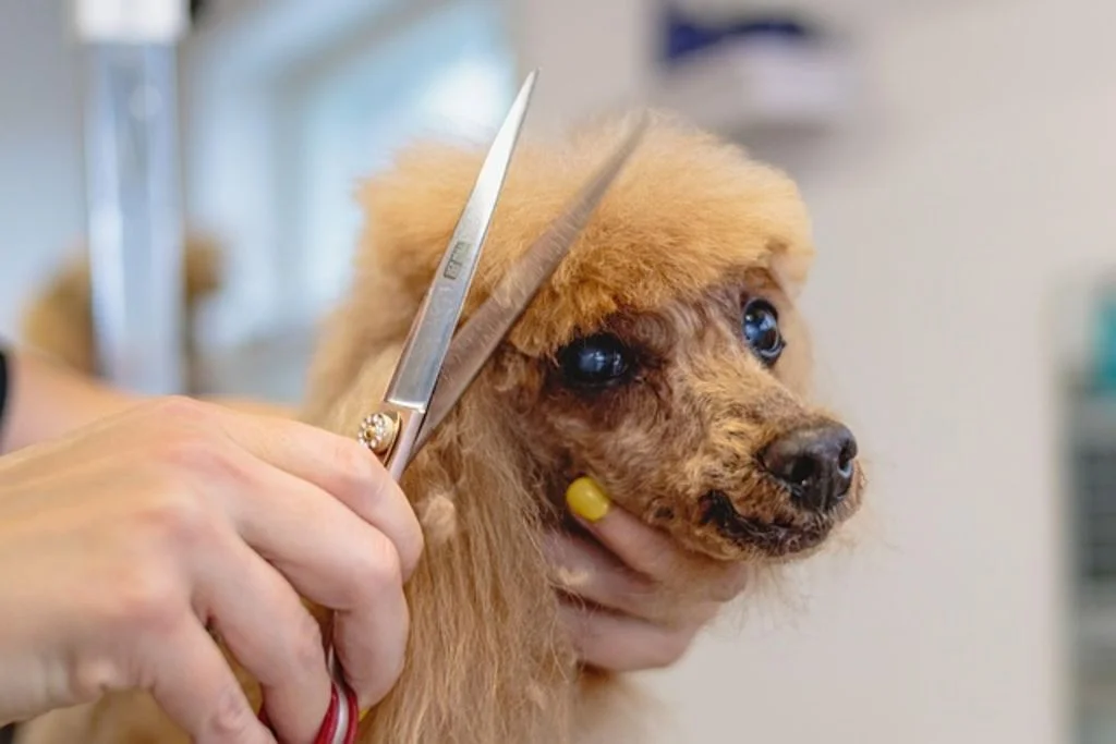 chien toilettage