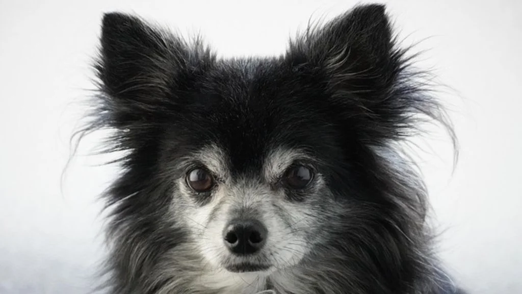 chihuahua à poil long