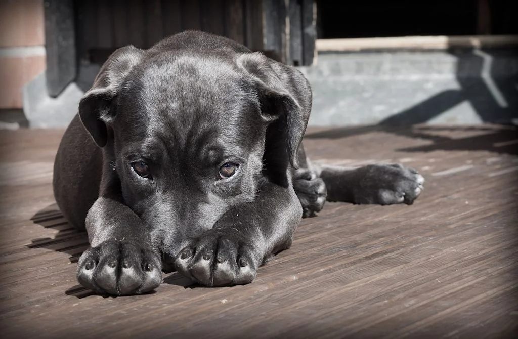 chiot allongé griffe
