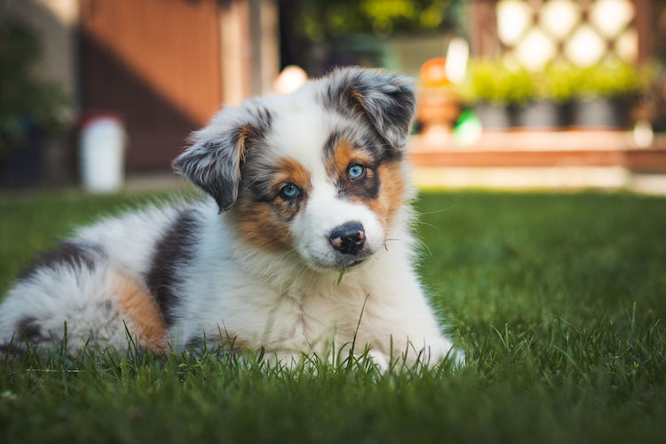 TOP 20 des chiens préférés des Français en 2024