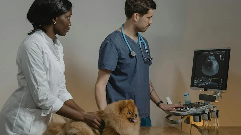 Echographie Chien
