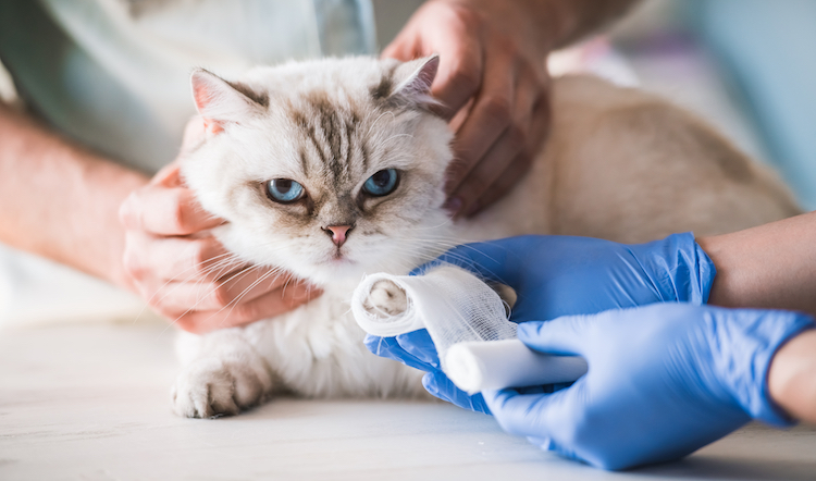 Soigner et prévenir les engelures chez le chat 
