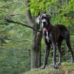 Grand danois