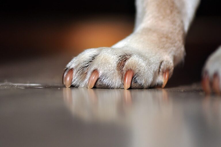 Prix d&rsquo;une coupe de griffes de chien chez le vétérinaire